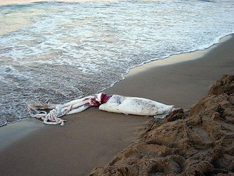 Los calamares gigantes del Cantábrico: un misterio científico ligado a Asturias